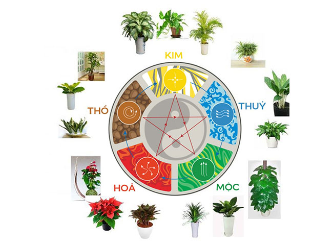 C&aacute;c loại c&acirc;y trồng trong nh&agrave; theo phong thủy ph&ugrave; hợp với từng bản mệnh