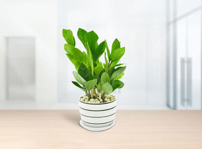 C&aacute;c loại c&acirc;y trồng trong nh&agrave; theo phong thủy ph&ugrave; hợp với tuổi t&yacute;