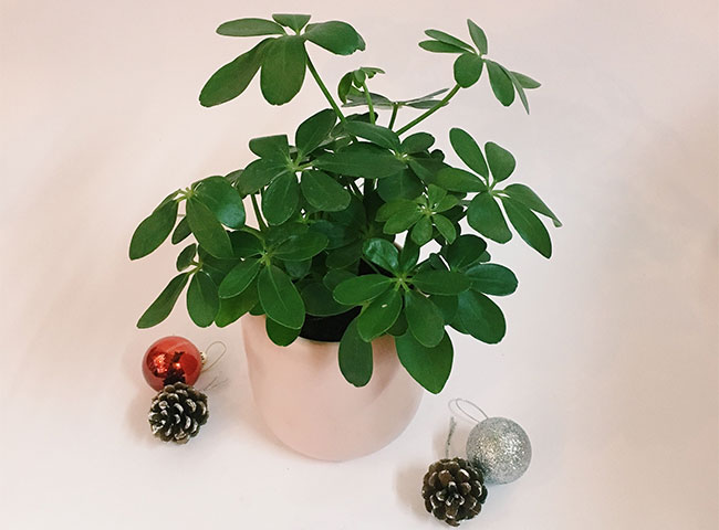 C&aacute;c loại c&acirc;y trồng trong nh&agrave; theo phong thủy ph&ugrave; hợp với tuổi dần