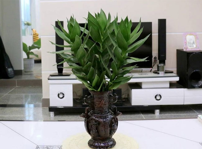 C&aacute;c loại c&acirc;y trồng trong nh&agrave; theo phong thủy ph&ugrave; hợp với tuổi m&atilde;o