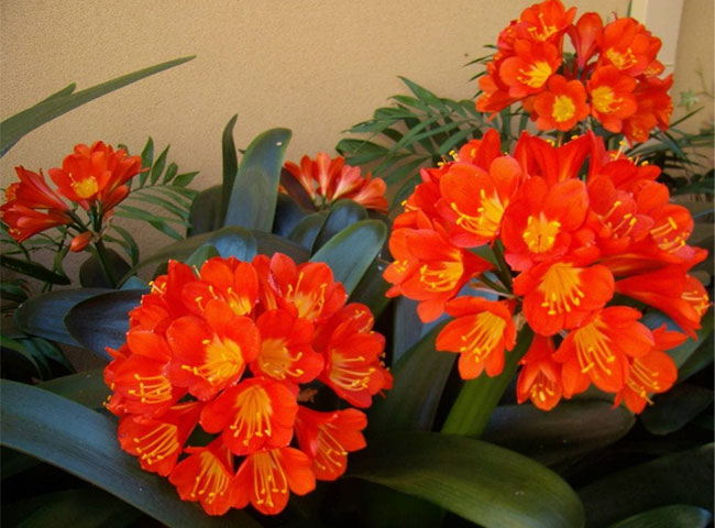 C&aacute;c loại c&acirc;y trồng trong nh&agrave; theo phong thủy ph&ugrave; hợp với tuổi m&ugrave;i