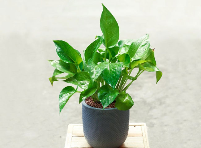 C&aacute;c loại c&acirc;y trồng trong nh&agrave; theo phong thủy ph&ugrave; hợp với tuổi ngọ