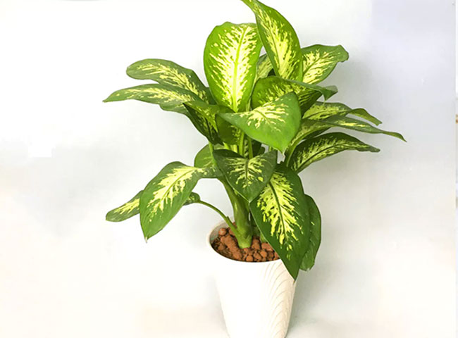 C&aacute;c loại c&acirc;y trồng trong nh&agrave; theo phong thủy ph&ugrave; hợp với tuổi th&igrave;n