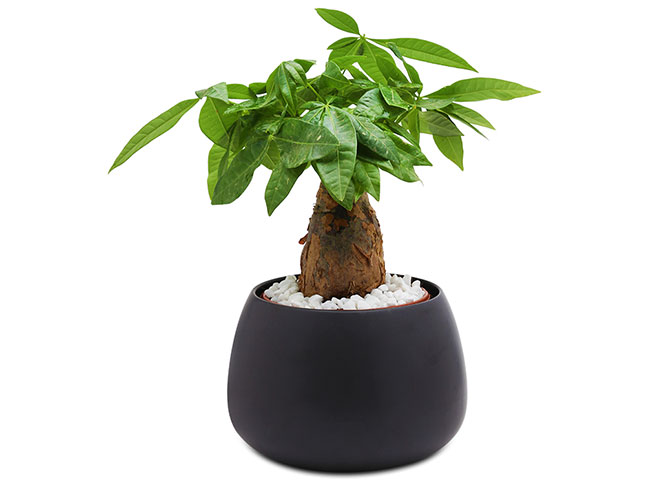 C&aacute;c loại c&acirc;y trồng trong nh&agrave; theo phong thủy ph&ugrave; hợp với tuổi tuất