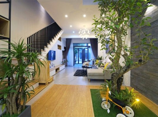 C&aacute;c loại c&acirc;y trồng trong nh&agrave; theo phong thủy c&oacute; nhiều c&ocirc;ng dụng tốt