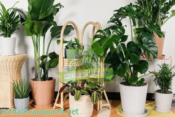 Khử mùi nhà cửa bằng cách trồng cây xanh trong nhà