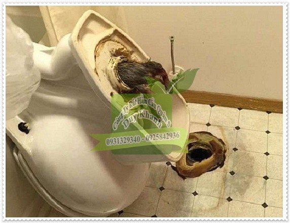 Bồn cầu bị hở l&agrave;m cho bồn cầu h&ocirc;i